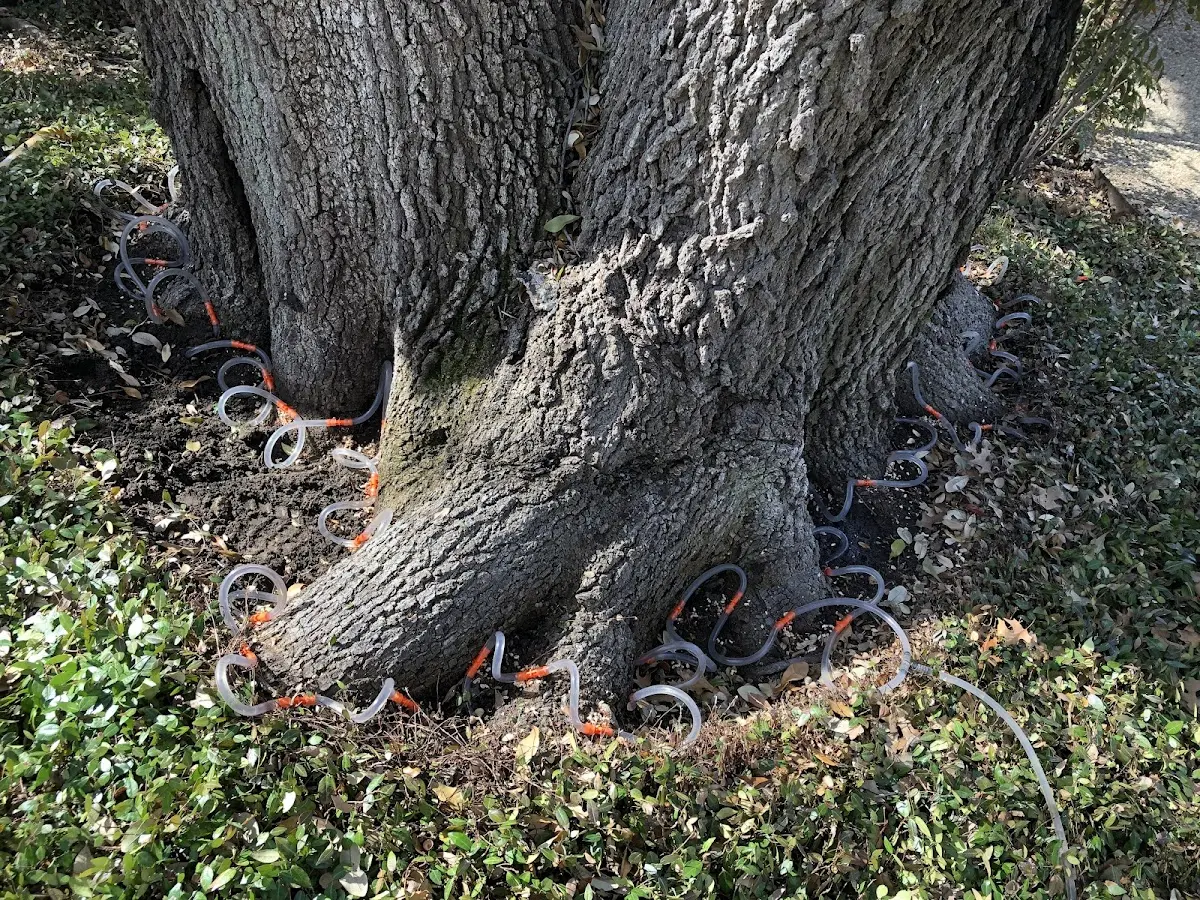 Detailed Tree Cabling and Bracing job site in Mooringsport