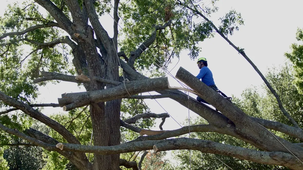 Professional Crown Thinning performed by certified arborists in Mooringsport