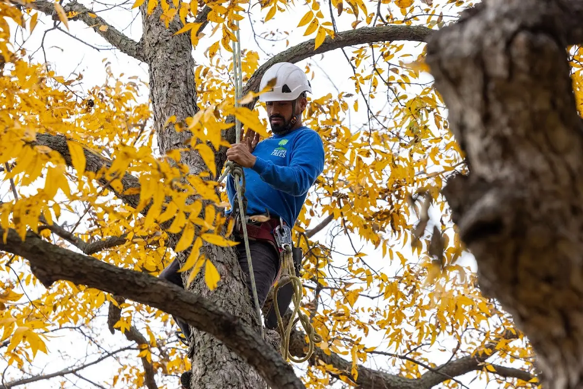 Skilled Storm Damage Cleanup crew working in Mooringsport
