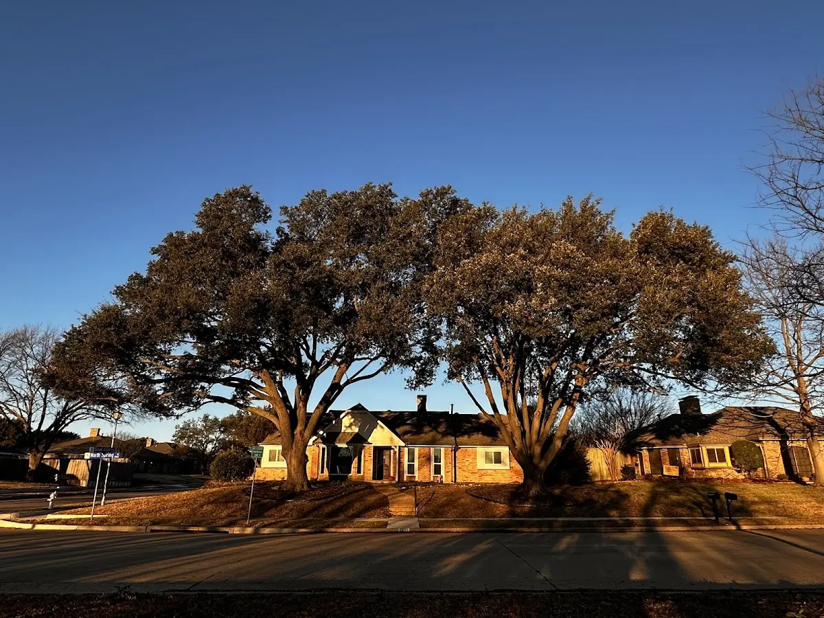 Established residential canopy tree shading a home in Mooringsport